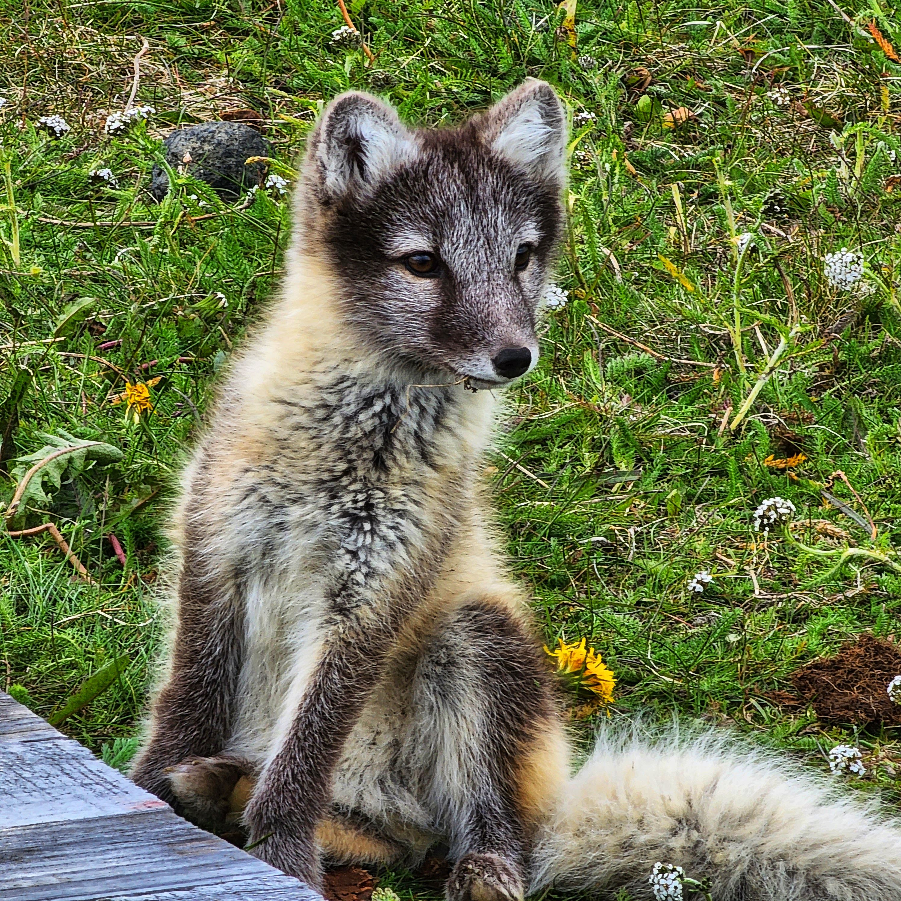 Arctic fox in summer landscape