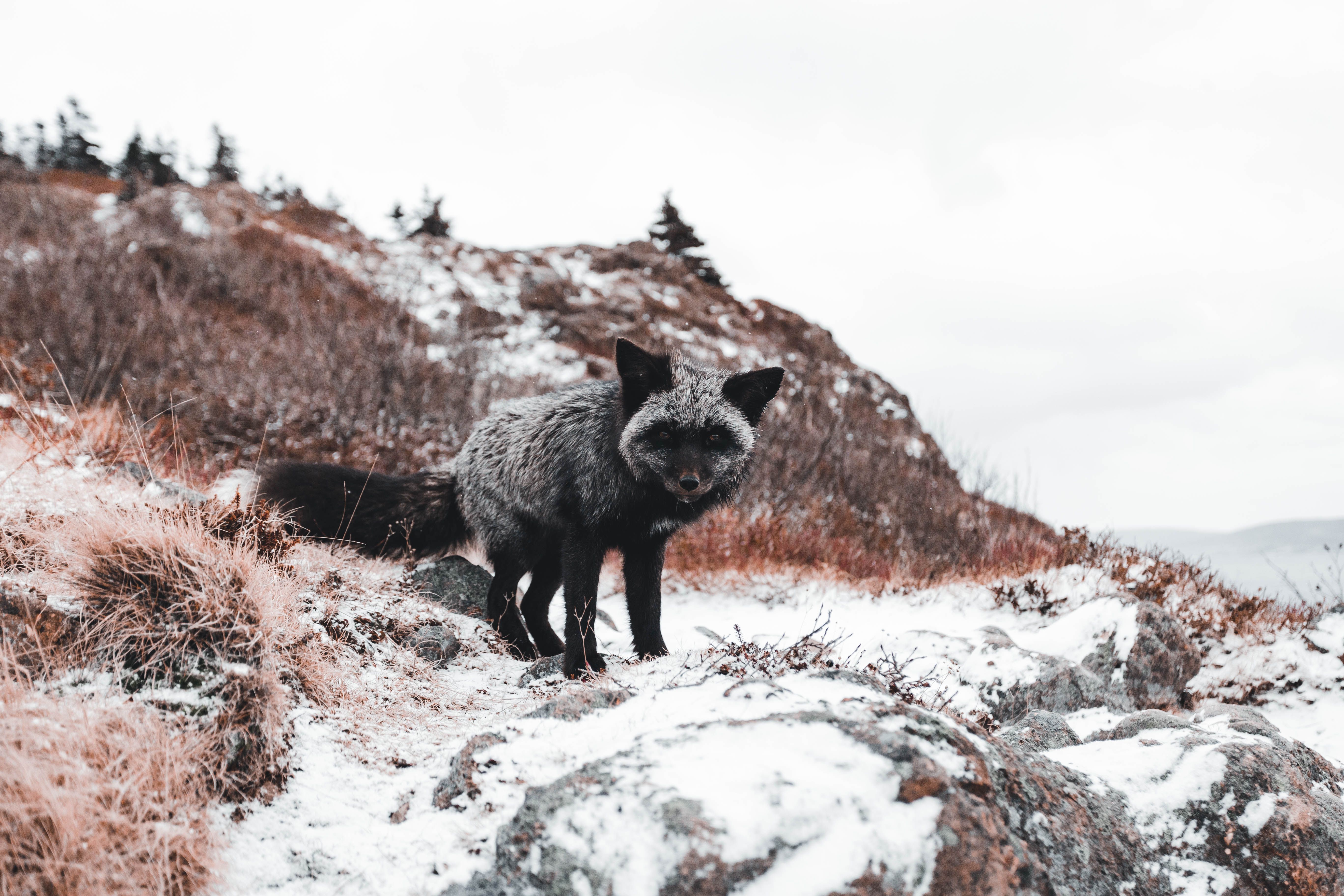 Red fox in winter forest