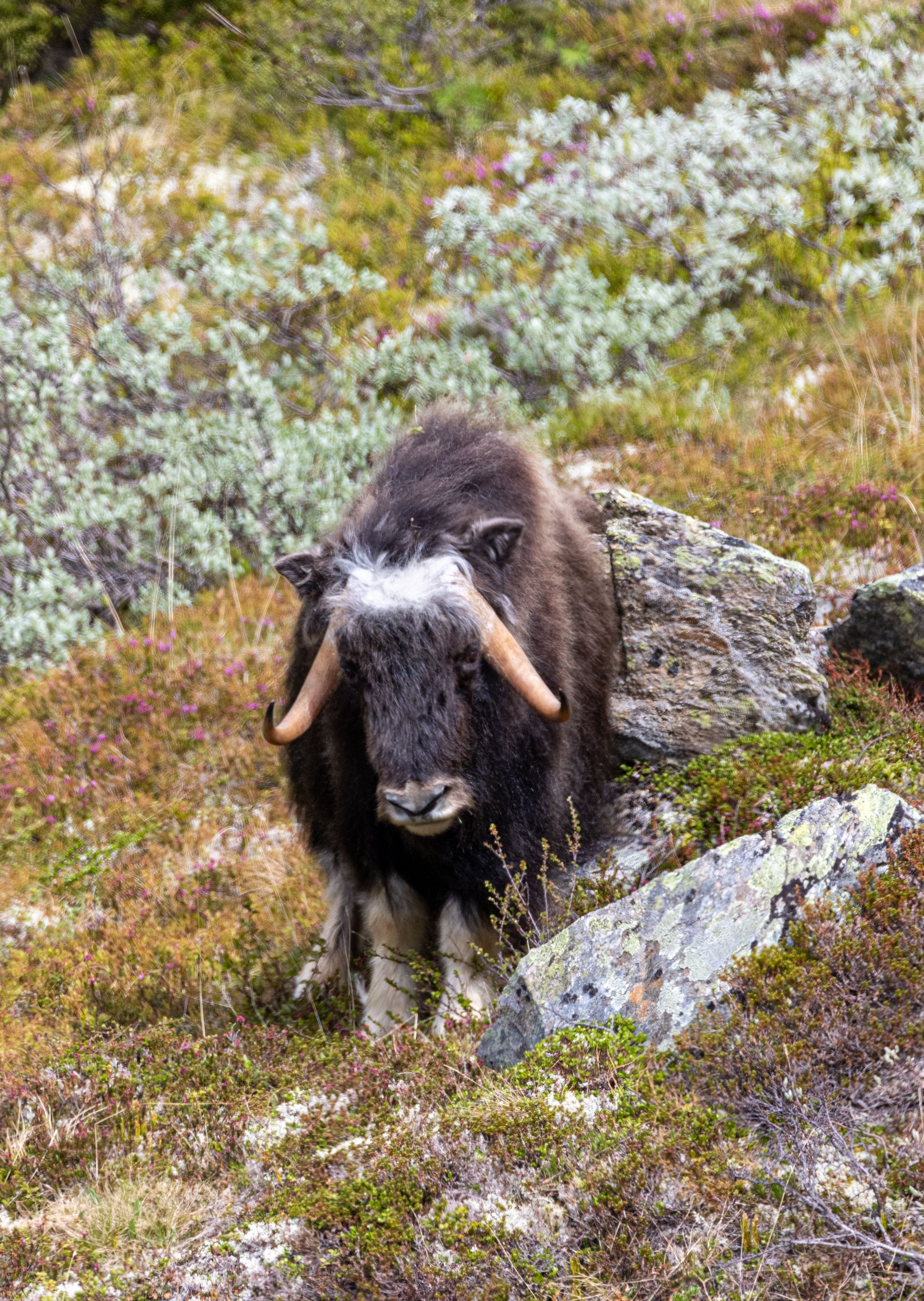 Musk ox on a hill