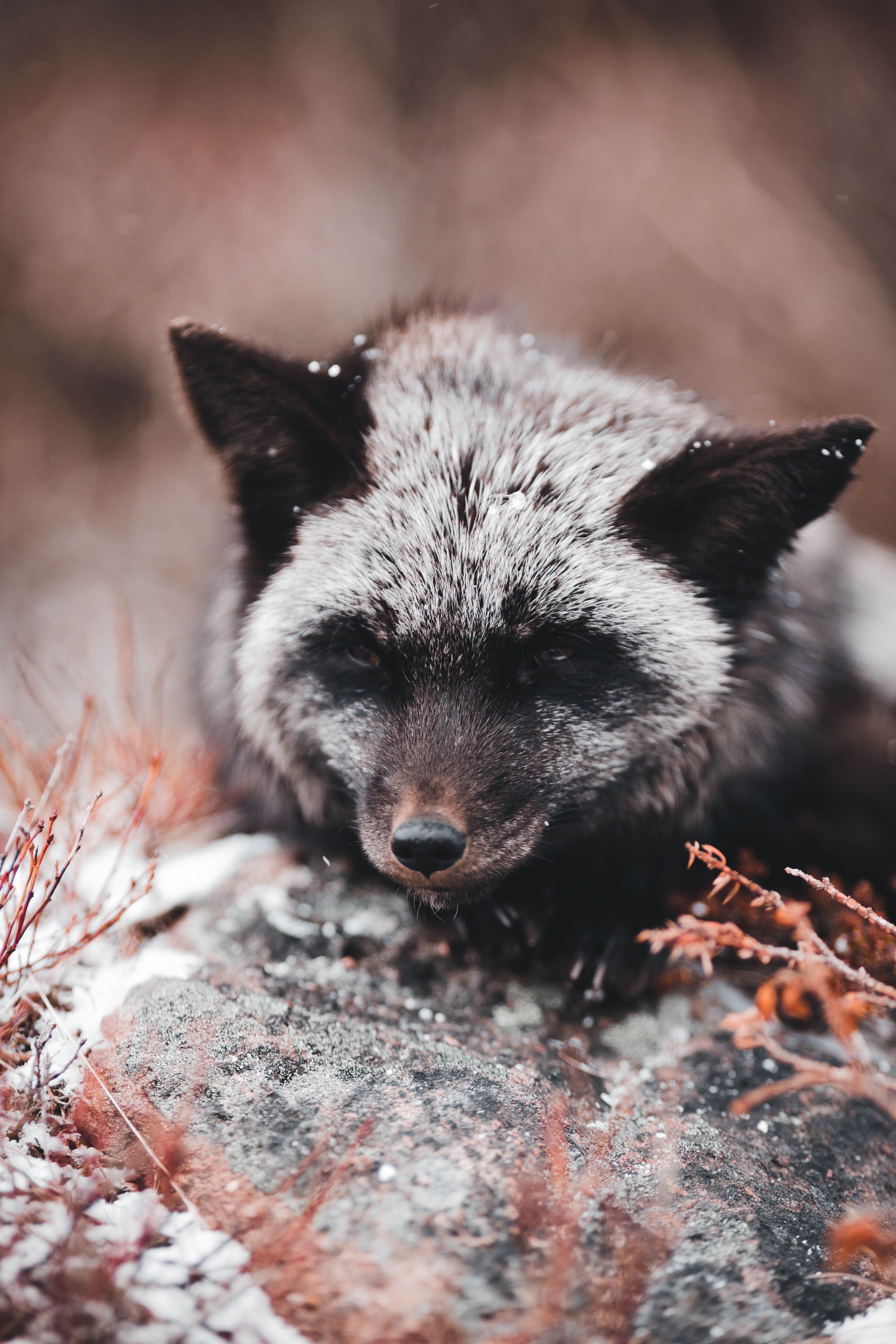 Resting Arctic fox